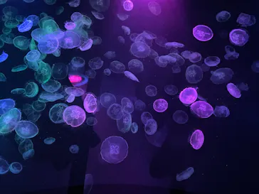 すみだ水族館に投稿された画像（2023/1/15）