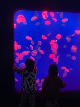 大分マリーンパレス水族館 「うみたまご」に投稿された画像（2023/1/15）