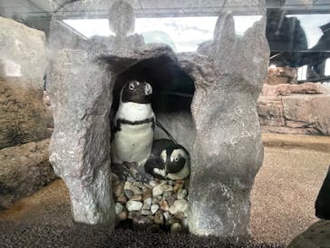 京都水族館に投稿された画像（2023/1/15）