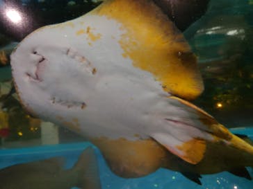 スパリゾートハワイアンズに投稿された画像（2023/1/15）