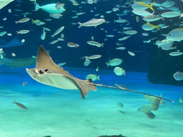 サンシャイン水族館に投稿された画像（2023/1/15）