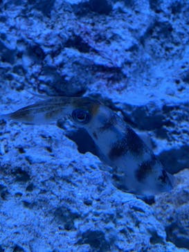 サンシャイン水族館に投稿された画像（2023/1/15）