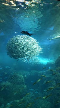 新江ノ島水族館に投稿された画像（2023/1/15）