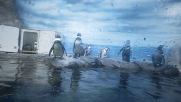 新江ノ島水族館に投稿された画像（2023/1/15）