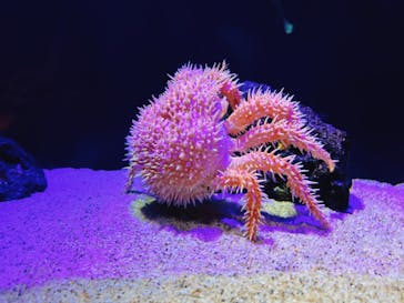 サンシャイン水族館に投稿された画像（2023/1/15）