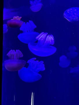 サンシャイン水族館に投稿された画像（2023/1/15）