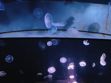サンシャイン水族館に投稿された画像（2023/1/15）