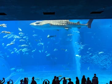 沖縄美ら海水族館に投稿された画像（2023/1/15）