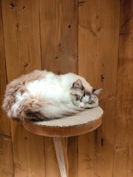 猫カフェモカ　渋谷公園通り店に投稿された画像（2023/1/15）