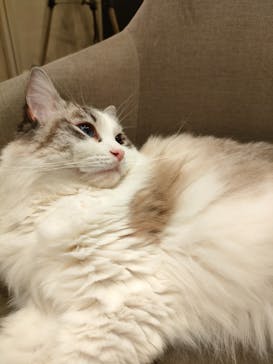 猫カフェモカ　渋谷公園通り店に投稿された画像（2023/1/15）