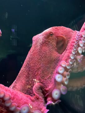 サンシャイン水族館に投稿された画像（2023/1/16）