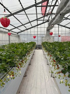 (株)みどりやファームに投稿された画像（2023/1/16）