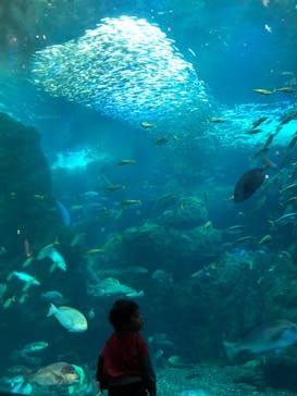 新江ノ島水族館に投稿された画像（2023/1/16）