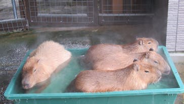 淡路ファームパーク イングランドの丘に投稿された画像（2023/1/16）