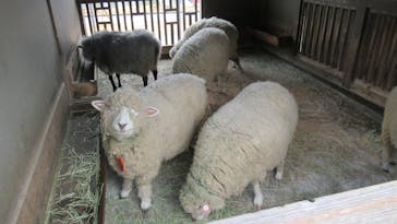 淡路ファームパーク イングランドの丘に投稿された画像（2023/1/16）