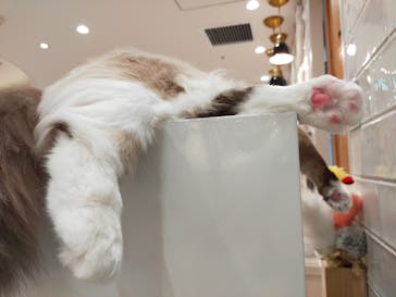 猫カフェモカ　町田ジョルナ店に投稿された画像（2023/1/17）
