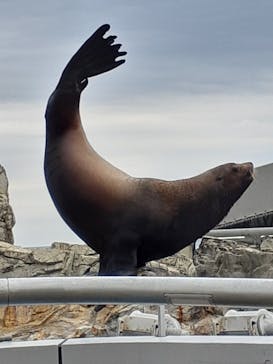 大分マリーンパレス水族館 「うみたまご」に投稿された画像（2023/1/17）