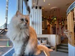 猫カフェモカ　イオンレイクタウン店に投稿された画像（2023/1/17）