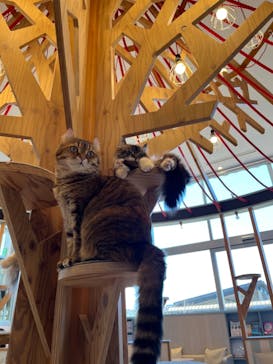 猫カフェモカ　イオンレイクタウン店に投稿された画像（2023/1/17）