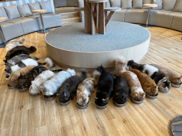 猫カフェモカ　イオンレイクタウン店に投稿された画像（2023/1/17）