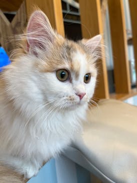 猫カフェモカ　イオンレイクタウン店に投稿された画像（2023/1/17）