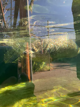 神戸どうぶつ王国に投稿された画像（2023/1/17）