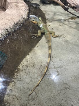 カワスイ 川崎⽔族館に投稿された画像（2023/1/17）