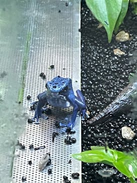 カワスイ 川崎⽔族館に投稿された画像（2023/1/17）