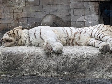 東武動物公園に投稿された画像（2023/1/17）