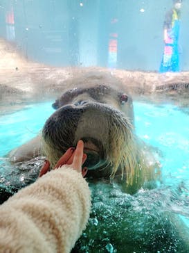 伊豆・三津シーパラダイスに投稿された画像（2023/1/17）