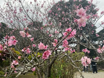 今帰仁城跡に投稿された画像（2023/1/17）