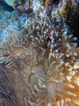 武藤潜水に投稿された画像（2023/1/18）