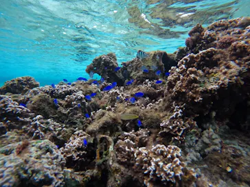 武藤潜水に投稿された画像（2023/1/18）