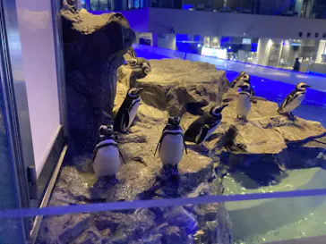 すみだ水族館に投稿された画像（2023/1/18）