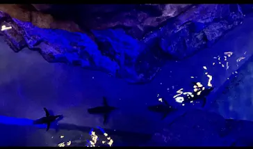 すみだ水族館に投稿された画像（2023/1/18）