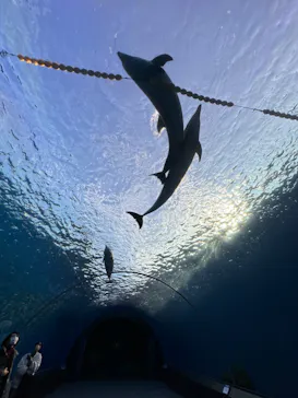 横浜・八景島シーパラダイスに投稿された画像（2023/1/18）