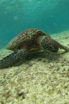 宮古島 ADVENTURE PiPi（ミヤコジマ アドベンチャー ピピ）に投稿された画像（2023/1/18）