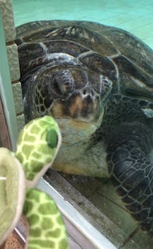 下田海中水族館に投稿された画像（2023/1/18）