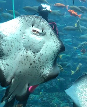 下田海中水族館に投稿された画像（2023/1/18）