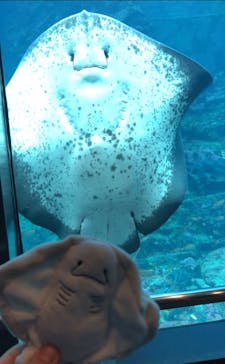 下田海中水族館に投稿された画像（2023/1/18）