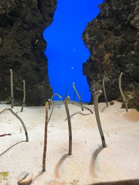 鴨川シーワールドに投稿された画像（2023/1/18）