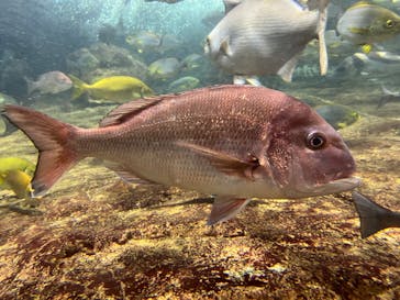 鴨川シーワールドに投稿された画像（2023/1/18）