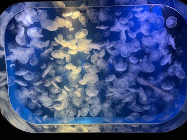 鴨川シーワールドに投稿された画像（2023/1/18）