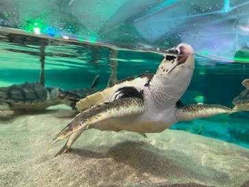 鴨川シーワールドに投稿された画像（2023/1/18）