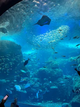 新江ノ島水族館に投稿された画像（2023/1/18）