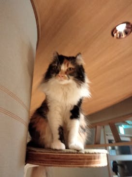 猫カフェモカ　新宿店に投稿された画像（2023/1/19）