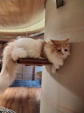 猫カフェモカ　新宿店に投稿された画像（2023/1/19）