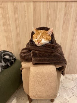 猫カフェモカ　イオンモール幕張新都心店に投稿された画像（2023/1/19）