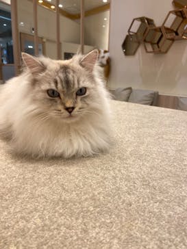 猫カフェモカ　イオンモール幕張新都心店に投稿された画像（2023/1/19）