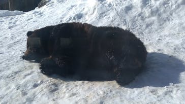 のぼりべつクマ牧場に投稿された画像（2023/1/19）